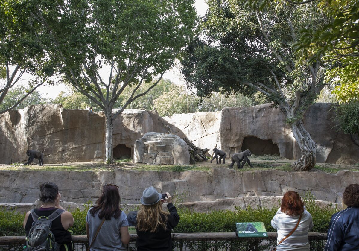 Un grupo de personas observa a los gorilas en el San Diego Zoo Safari Park en diciembre de 2022
