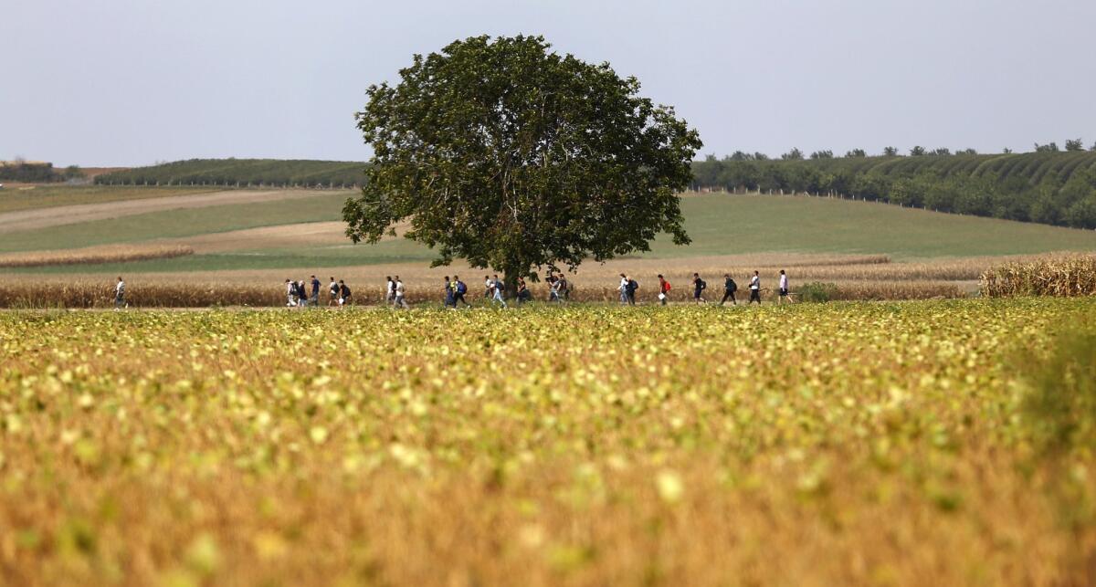 People make their way through fields at the border between Serbia and Croatia near Tovarnik, Croatia, on Wednesday.