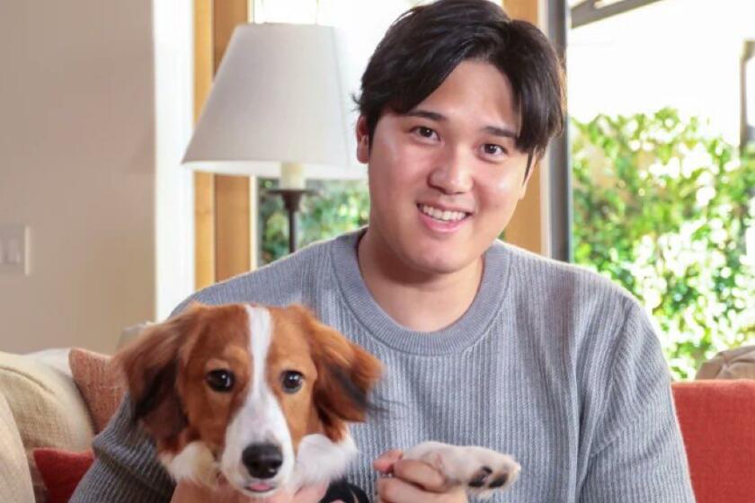 Shohei Ohtani holds his dog, Decoy, during an MLB Network interview.