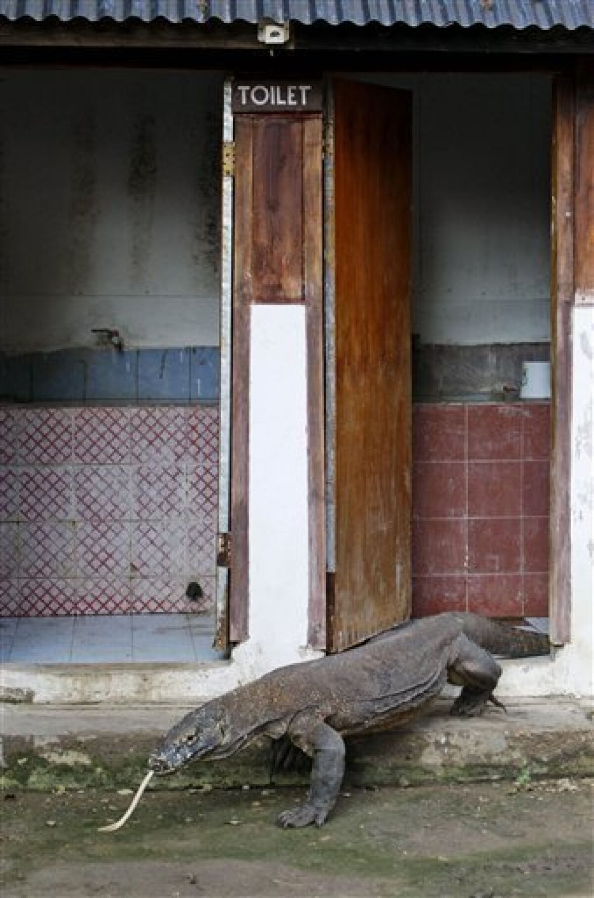 Komodo dragon attacks terrorize Indonesia villages - The San Diego  Union-Tribune