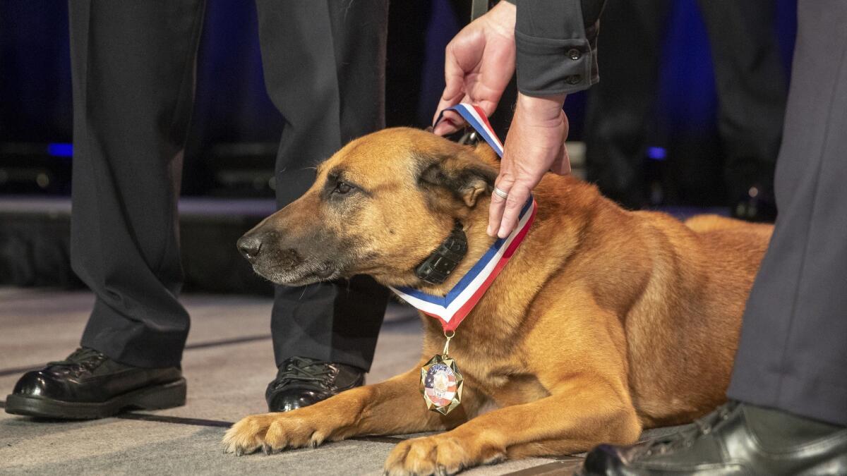 LAPD Chief of Police Michel Moore awards retired K-9 Edo a medal for his role in saving two brothers from a hostage situation.