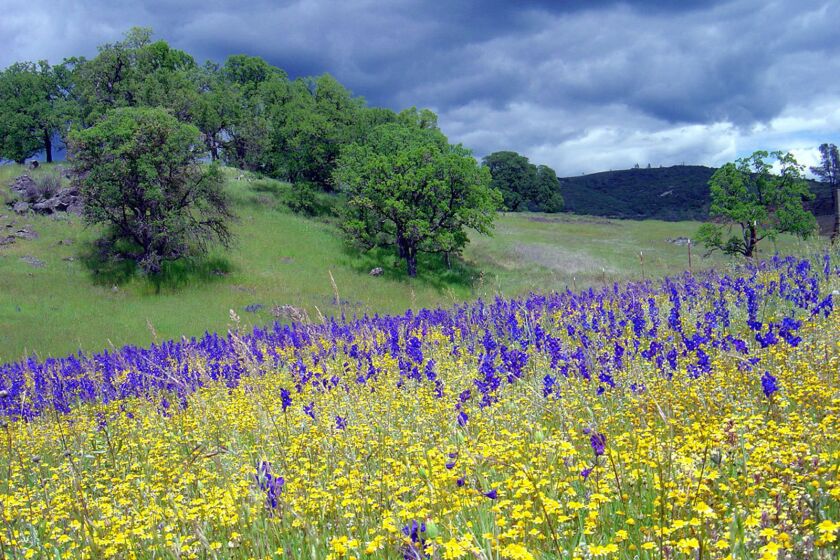 Drier winters are having an effect on California wildflowers. For 15 years, researchers at UC Davis have studied 80 sites at McLaughlin Reserve, part of UC Davis' Natural Reserve System. They determined that drier, sunnier winters are causing a loss of species diversity in native wildflowers.