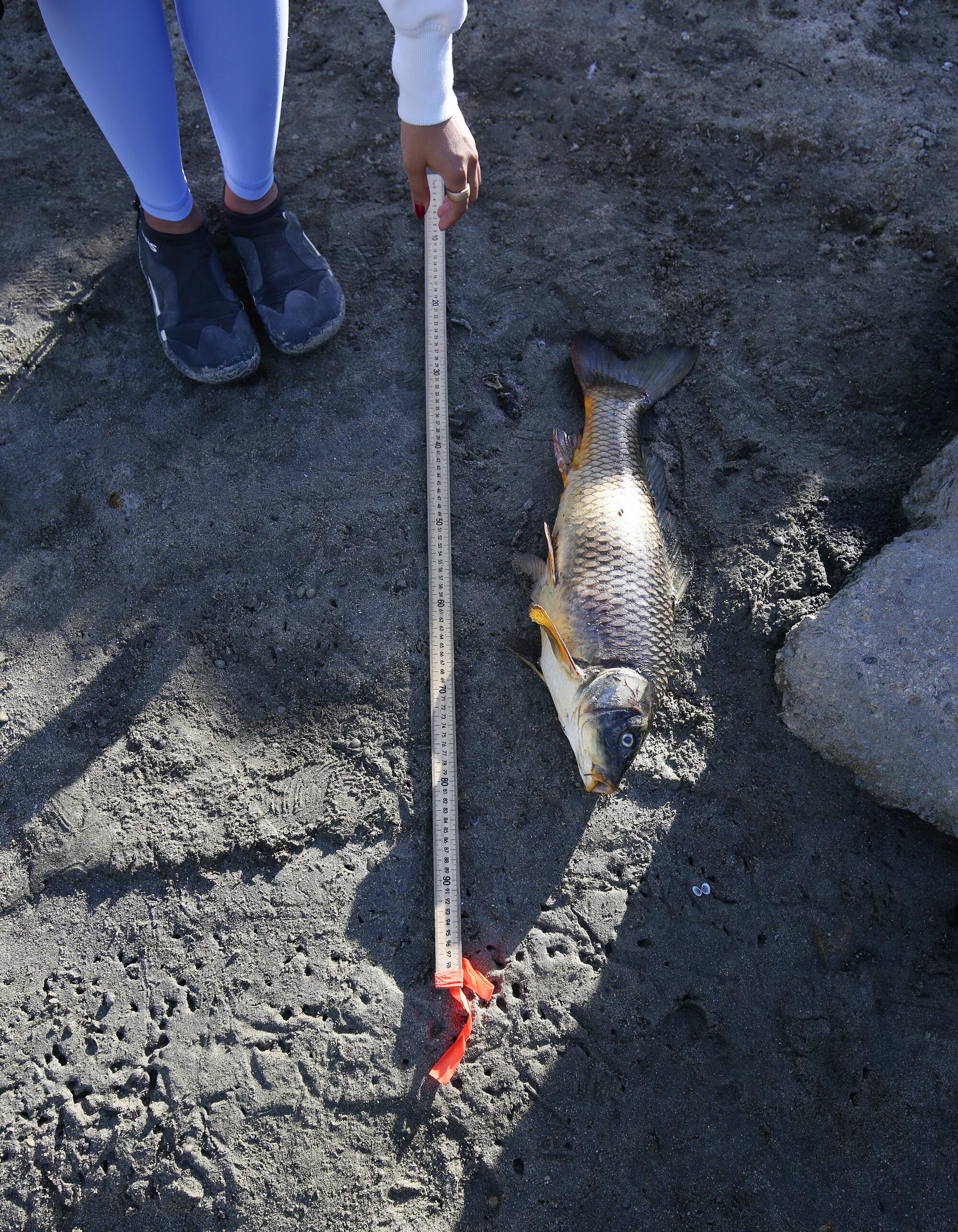 A dead fish lying on a riverbank is measured with a yardstick.