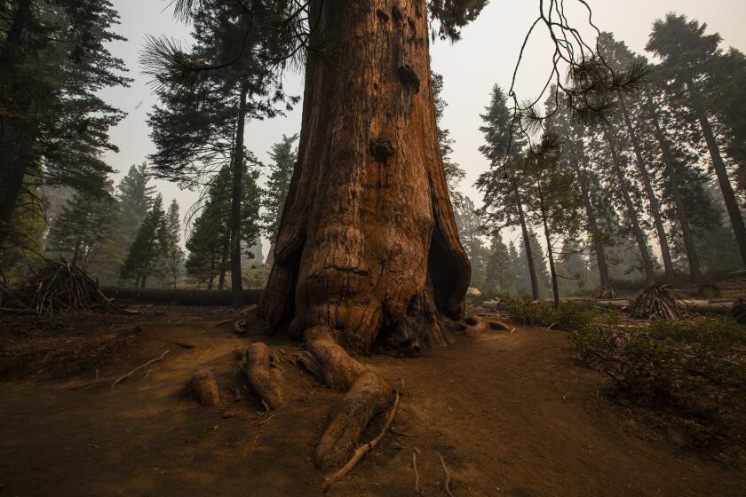 KINGS CANYON NATIONAL PARK, CA - September 17,2021: Roots jut out from a giant sequoia in Stump Grove where smoke from the KNP Complex fire fills the air Friday, Sept. 17, 2021 in Kings Canyon National Park, CA. (Brian van der Brug / Los Angeles Times)