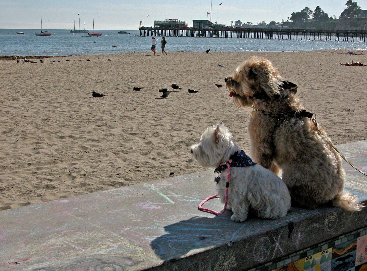 And Darby was patient too. In 2009, he and his friend, Bonnie, watched from afar as the humans had fun on the beach. Dogs aren't allowed on the beach at Capitola, Calif., near Santa Cruz on Monterey Bay. Read the story.