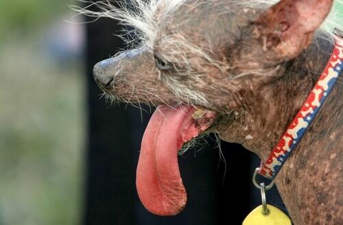 World's ugliest dog contest