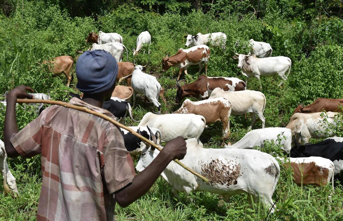 A shepherd watches his flock in the bush near Bouake, Ivory Coast. Some analysts believe poorer African nations could be the most vulnerable in the face of the upheaval caused by Britain's vote to exit the European Union.