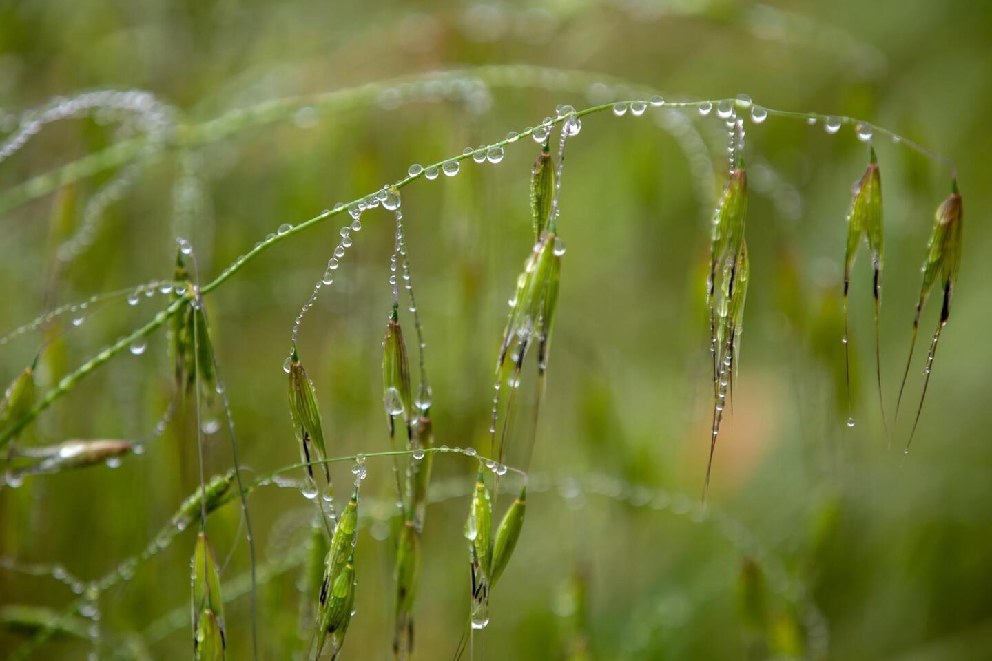 Raindrops on wild oats