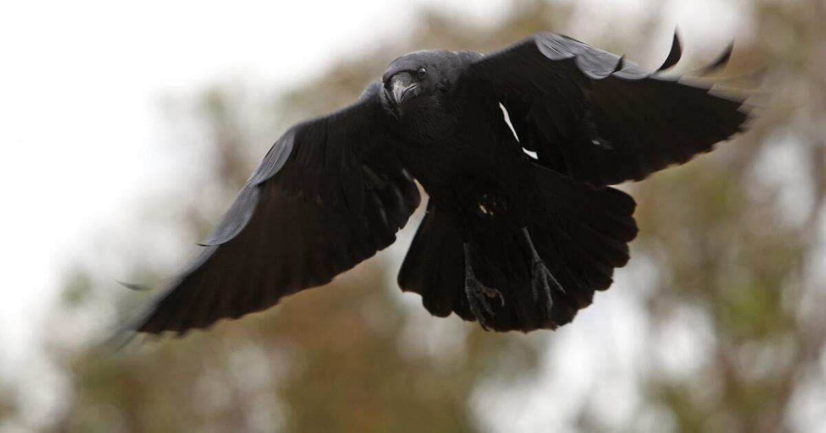 'Raven Rick' and his flock are at home with each other at Crystal Cove ...