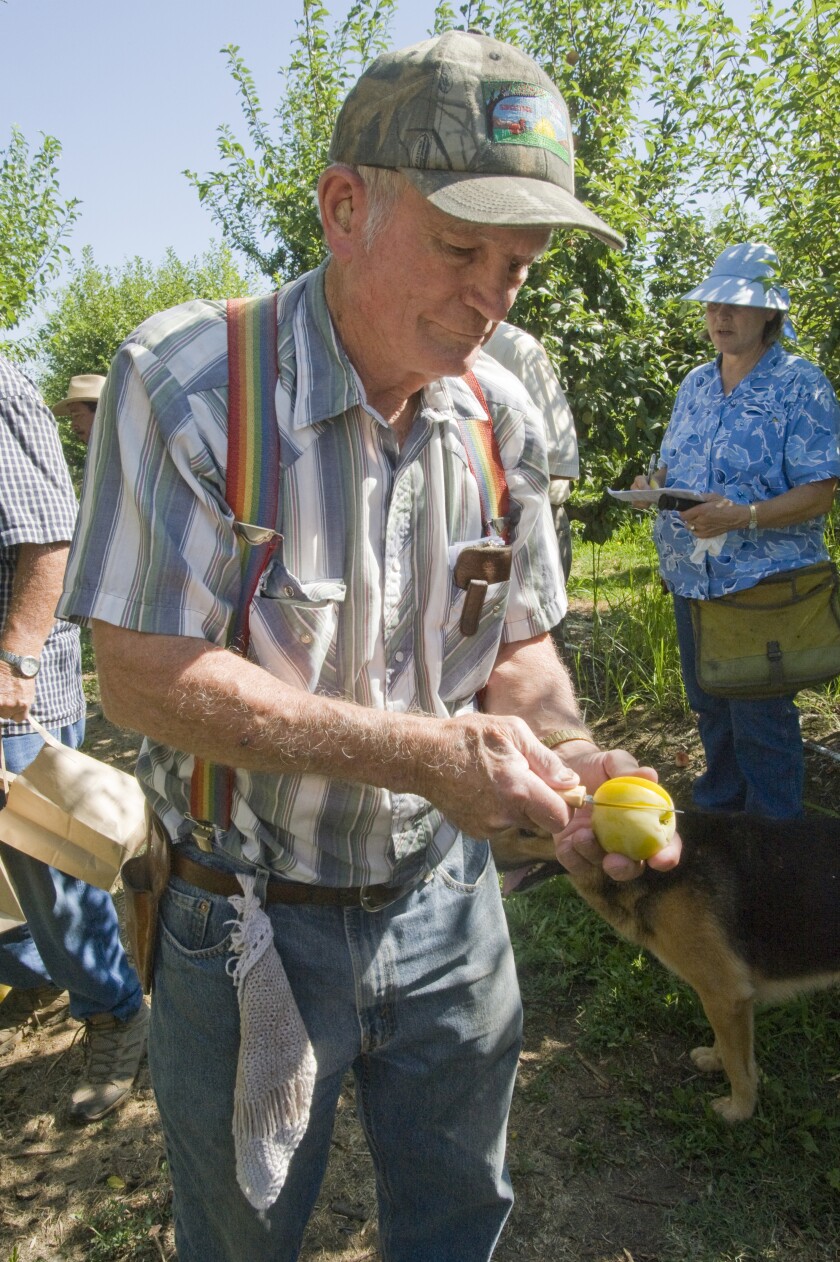 Floyd Zaiger offers a taste of a Pluot at his experimental orchard in Modesto.