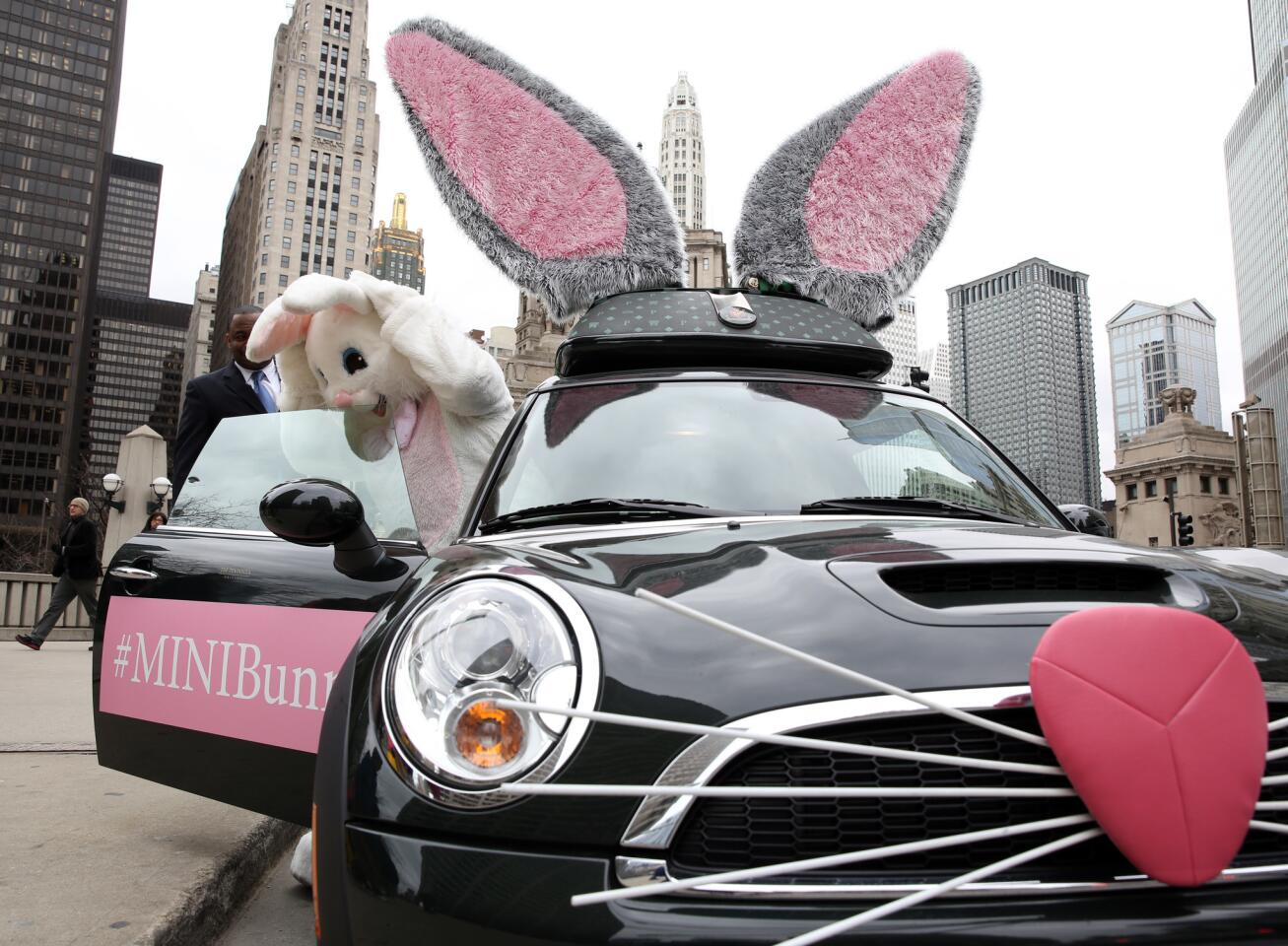 A local hotel dispatched a man in a rabbit suit to Pioneer Court in this bunny-themed Mini.
