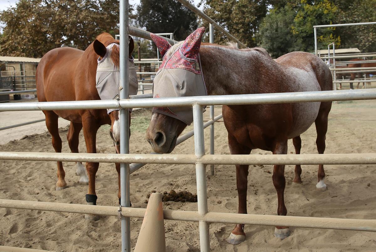 Dozens of horses evacuated from the Airport fire have been stabled at Serrano Creek Ranch in Lake Forest.