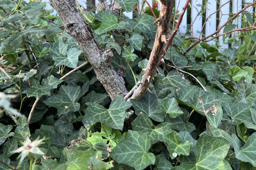 This image provided by Jessica Damiano shows English Ivy (Hedera helix) growing around and up the base of a rose bush on Aug. 6, 2023, in Nassau County, N.Y. (Jessica Damiano via AP)