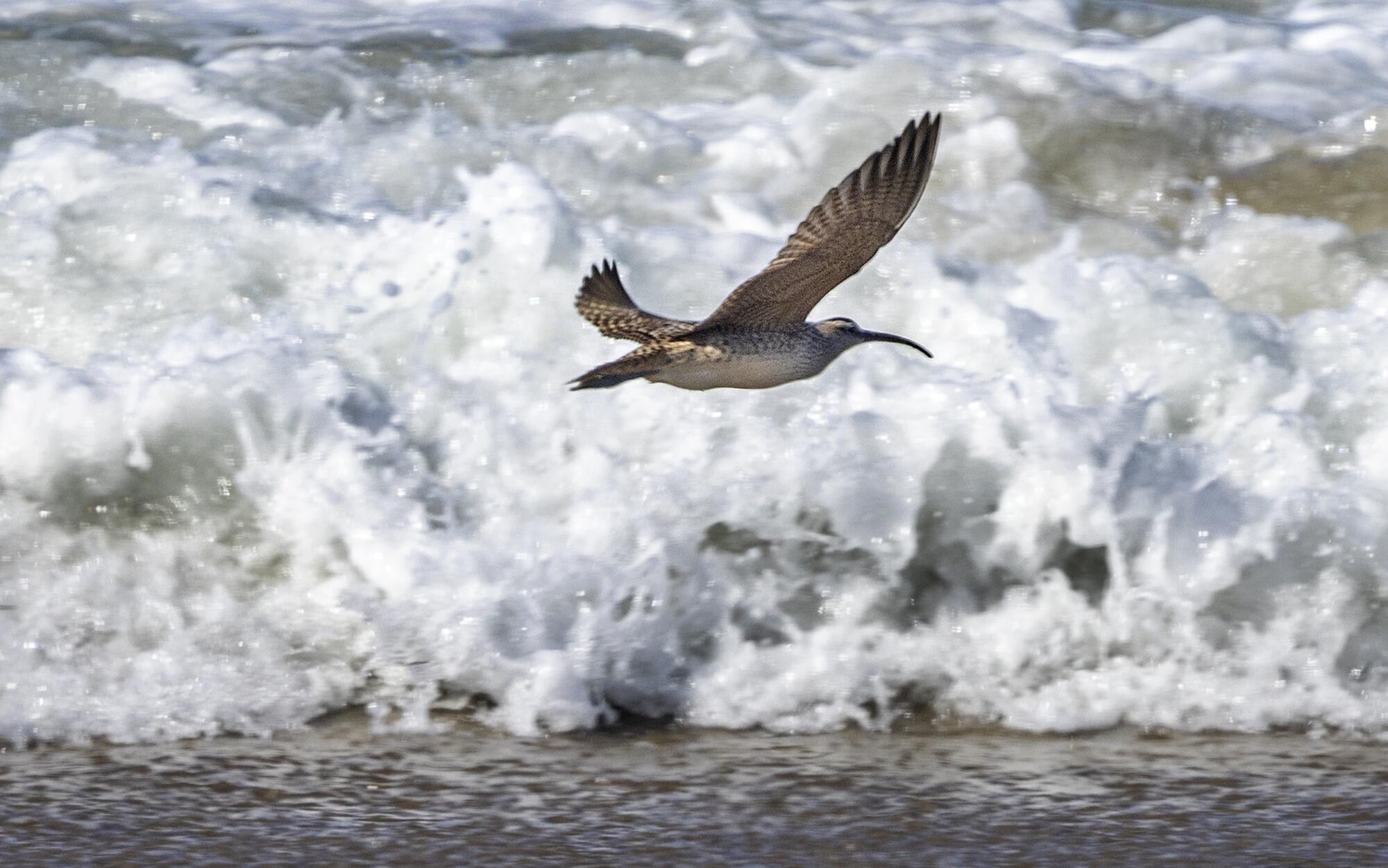 A bird with a long narrow beak flies along a beach.