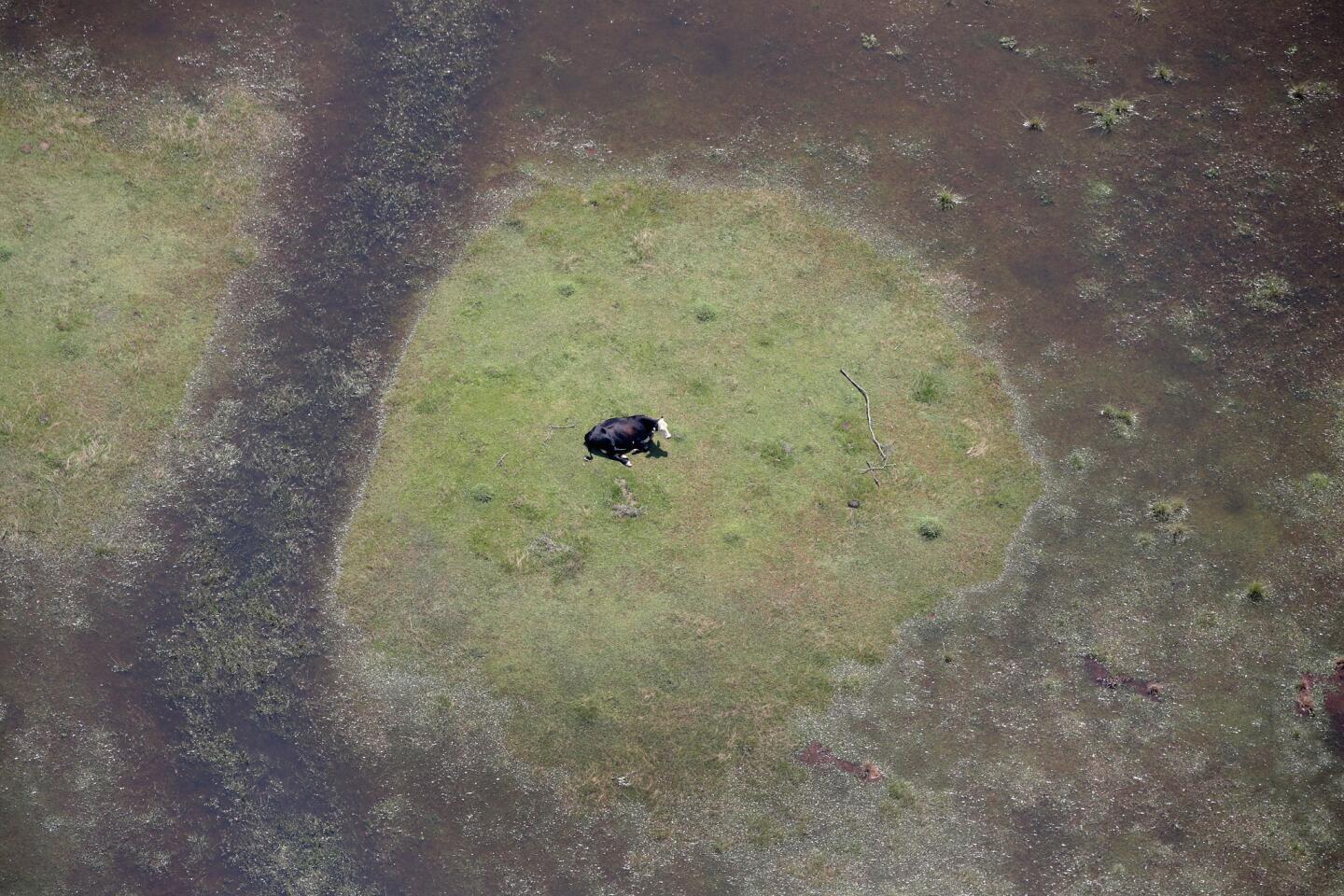 A cow sits in a pasture surrounded by floodwater left in the wake of Hurricane Harvey on Aug. 31, 2017, near Orange, Texas.