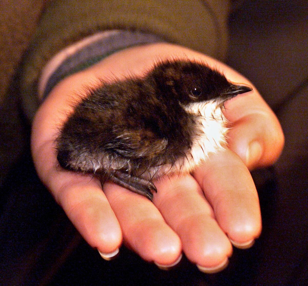 A Scripps' murrelet chick, formerly called Xantu's murrelet. The tiny seabird's population, which nests in the cliff caverns of Anacapa Island, rebounded after invasive rats were removed from California's Channel Islands.