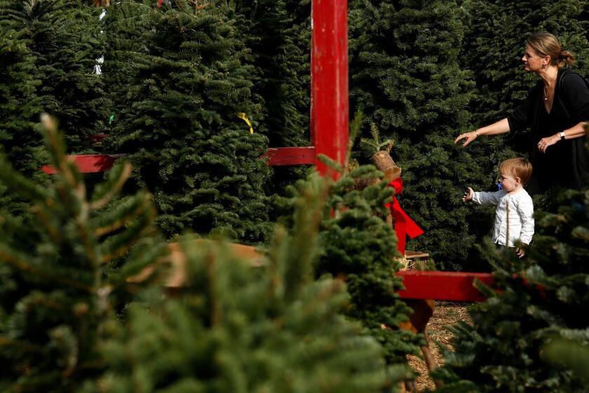 Larkin Abbott and her daughter Ellis, 2, shop for a Christmas tree at the Chauvet Tree Farms in Venice.