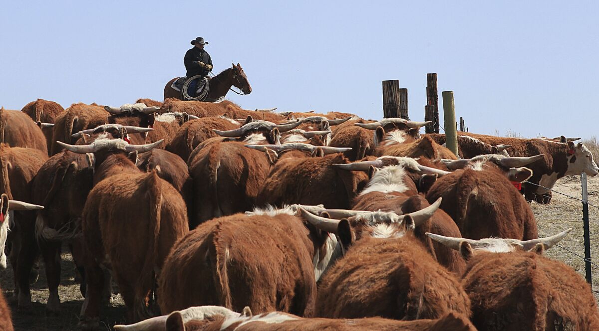 In this April 18, 2013 file photo, Curtis Temple watches over his cattle during a drive headed for sale south of Scenic, S.D. A new study suggests cattle raising practices are boosting greenhouse gases.