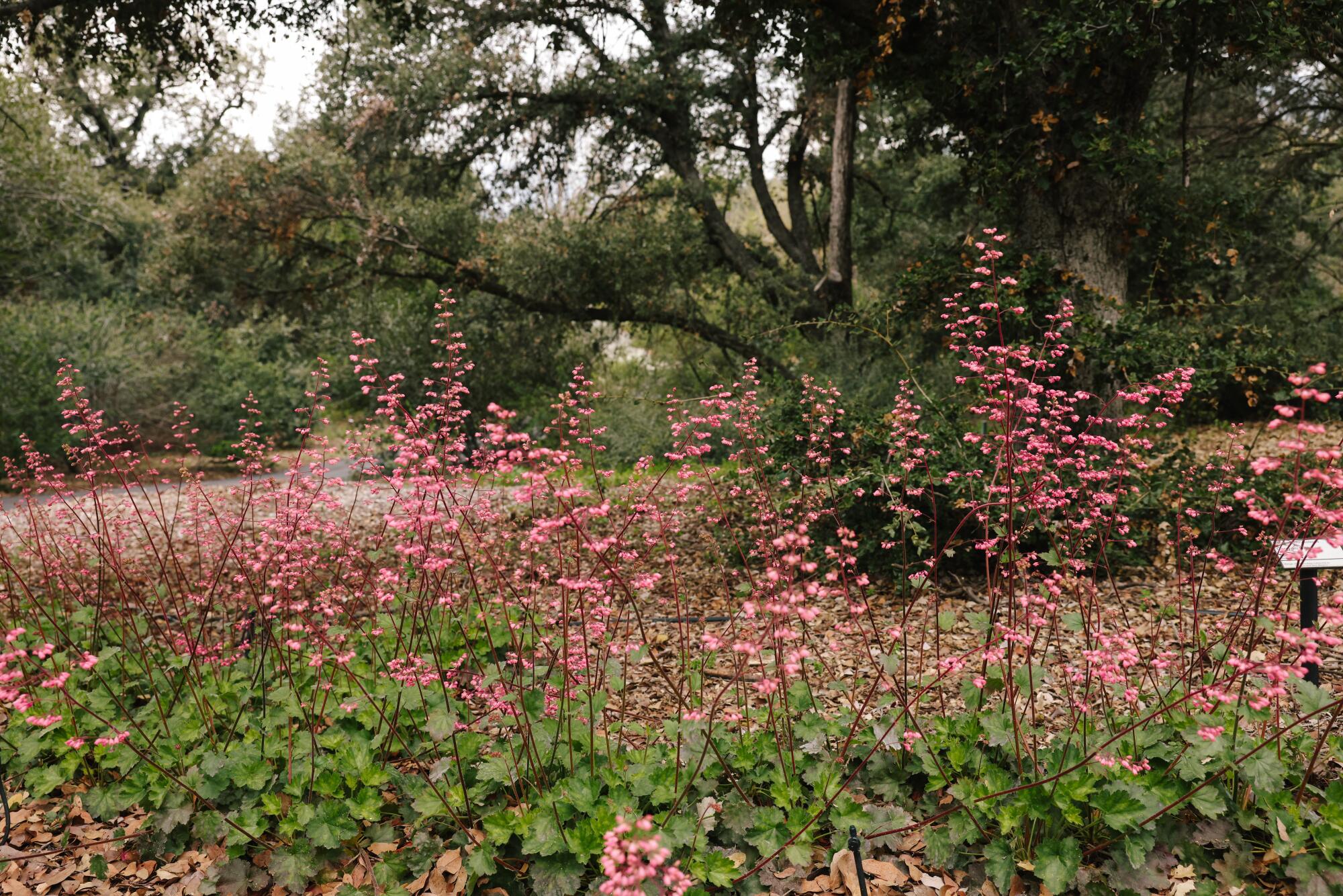 Pink airy flowers of coral bells rise like clouds above the native plant's bright green foliage. 
