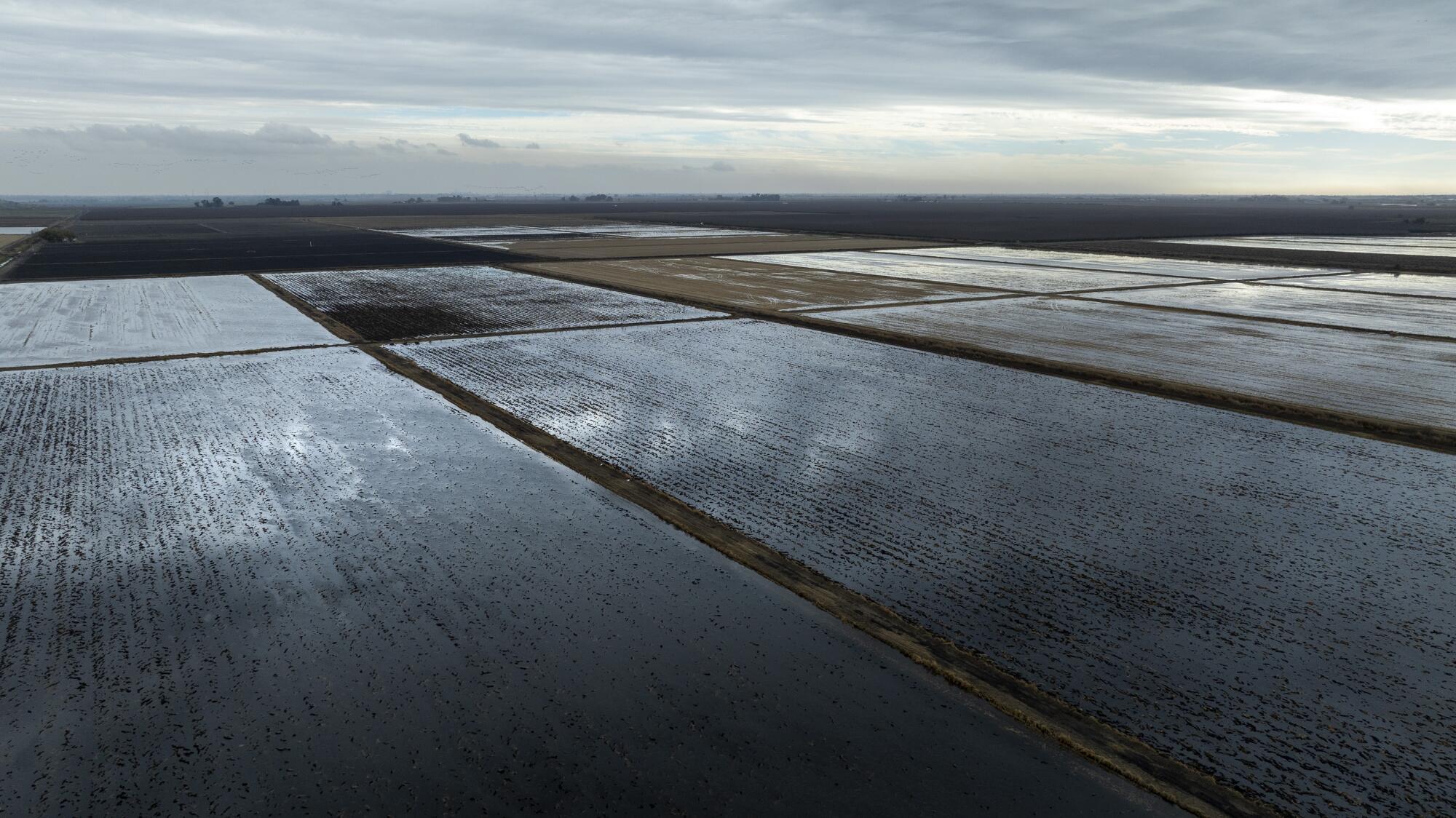 Flooded rice fields along the San Joaquin River in Stockton.
