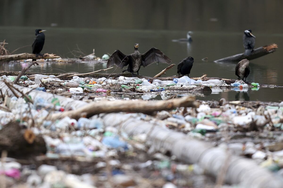 Birds are seen resting on top of tons of waste floating on Lim river near Priboj, Serbia, Monday, Jan. 30, 2023. Plastic bottles, wooden planks, rusty barrels and other garbage dumped in poorly regulated riverside landfills or directly into the rivers accumulated during high water season, behind a trash barrier in the Lim river in southwestern Serbia. (AP Photo/Armin Durgut)