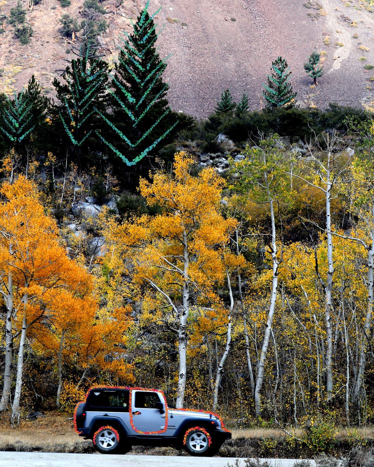 Visitors to the South Lake area in the Inyo National Forest drive past fall foliage.