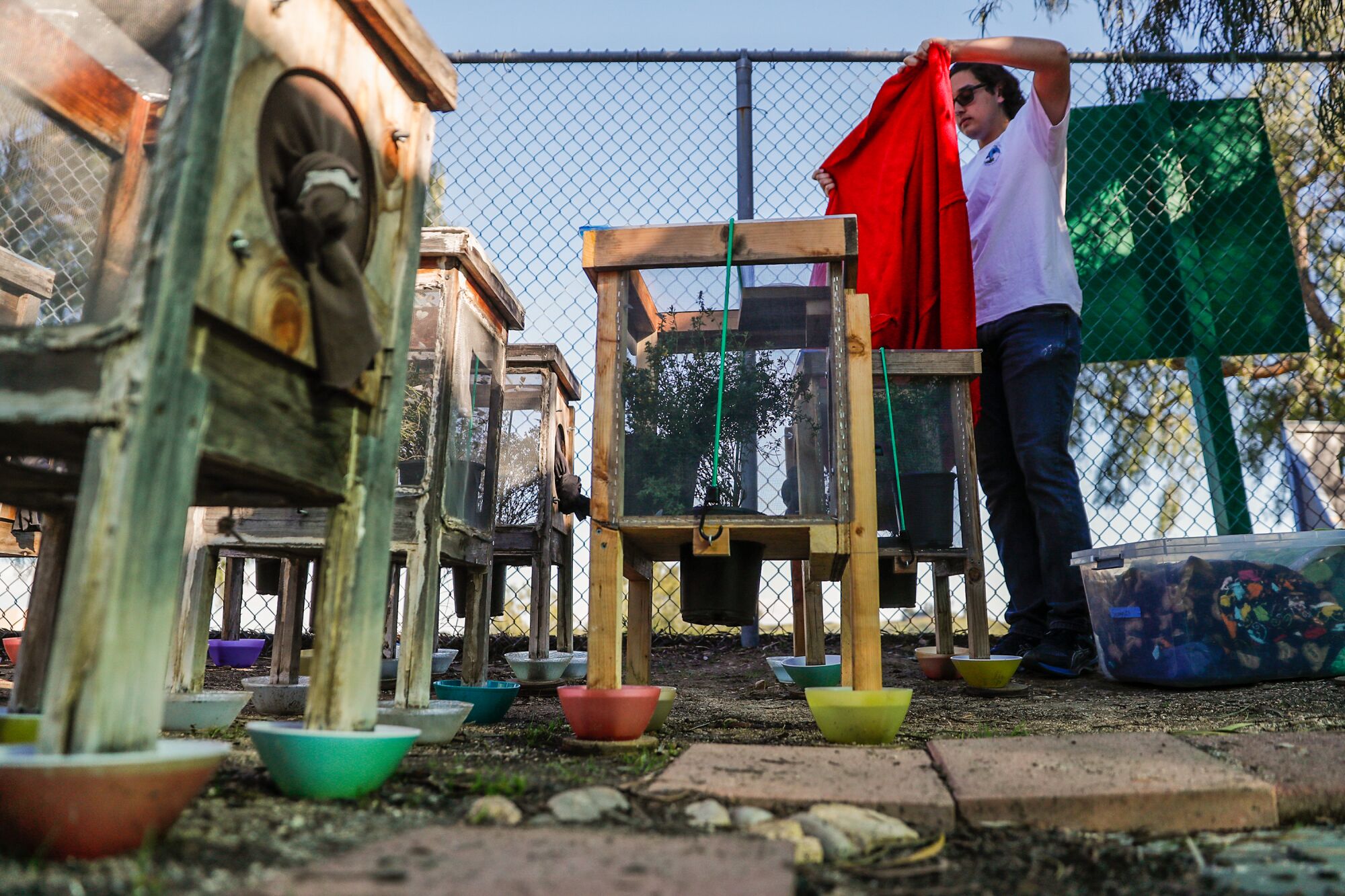 A man puts blankets over some metal habitat structures for butterflies.