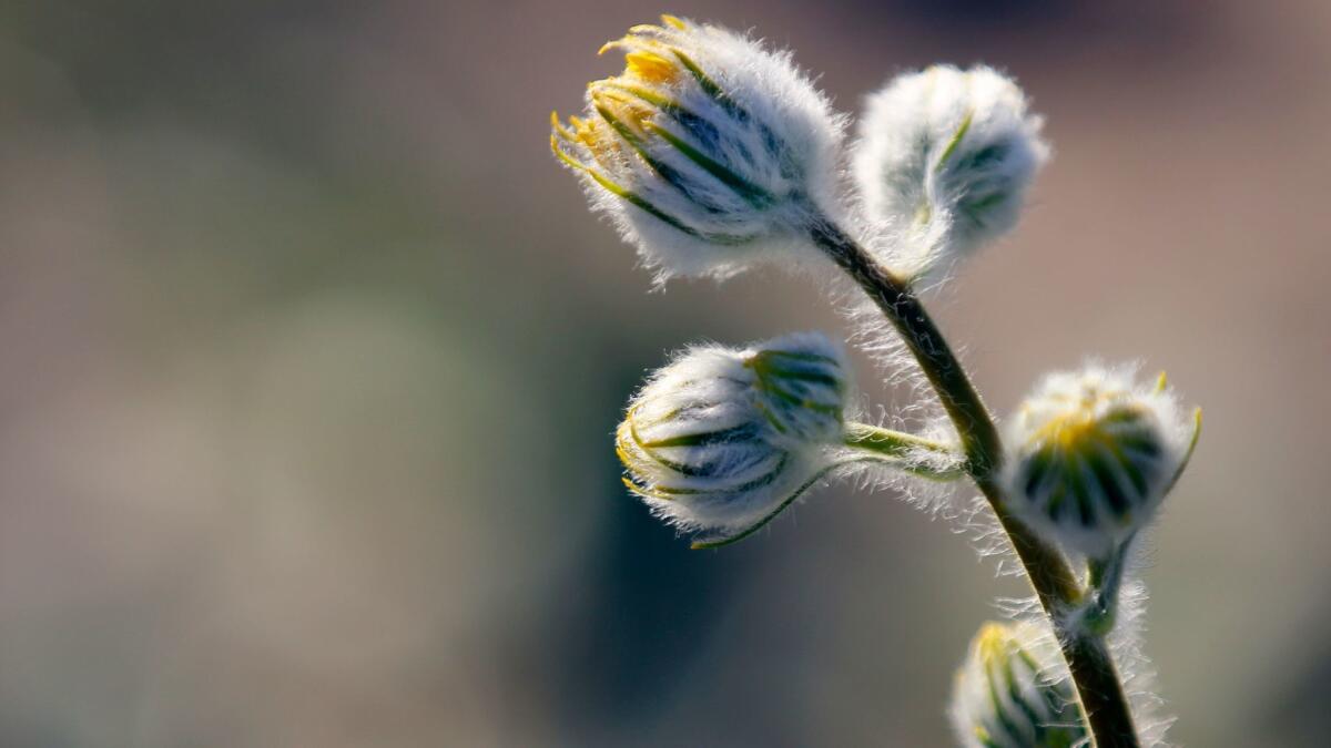 Desert Sunflowers Buds bloom in Anza-Borrego Desert State Park in San Diego County.