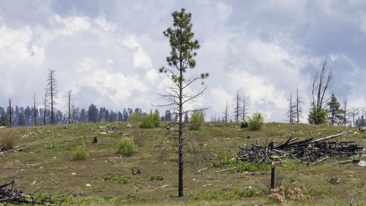 A logged and replanted area in Stanislaus National Forest.