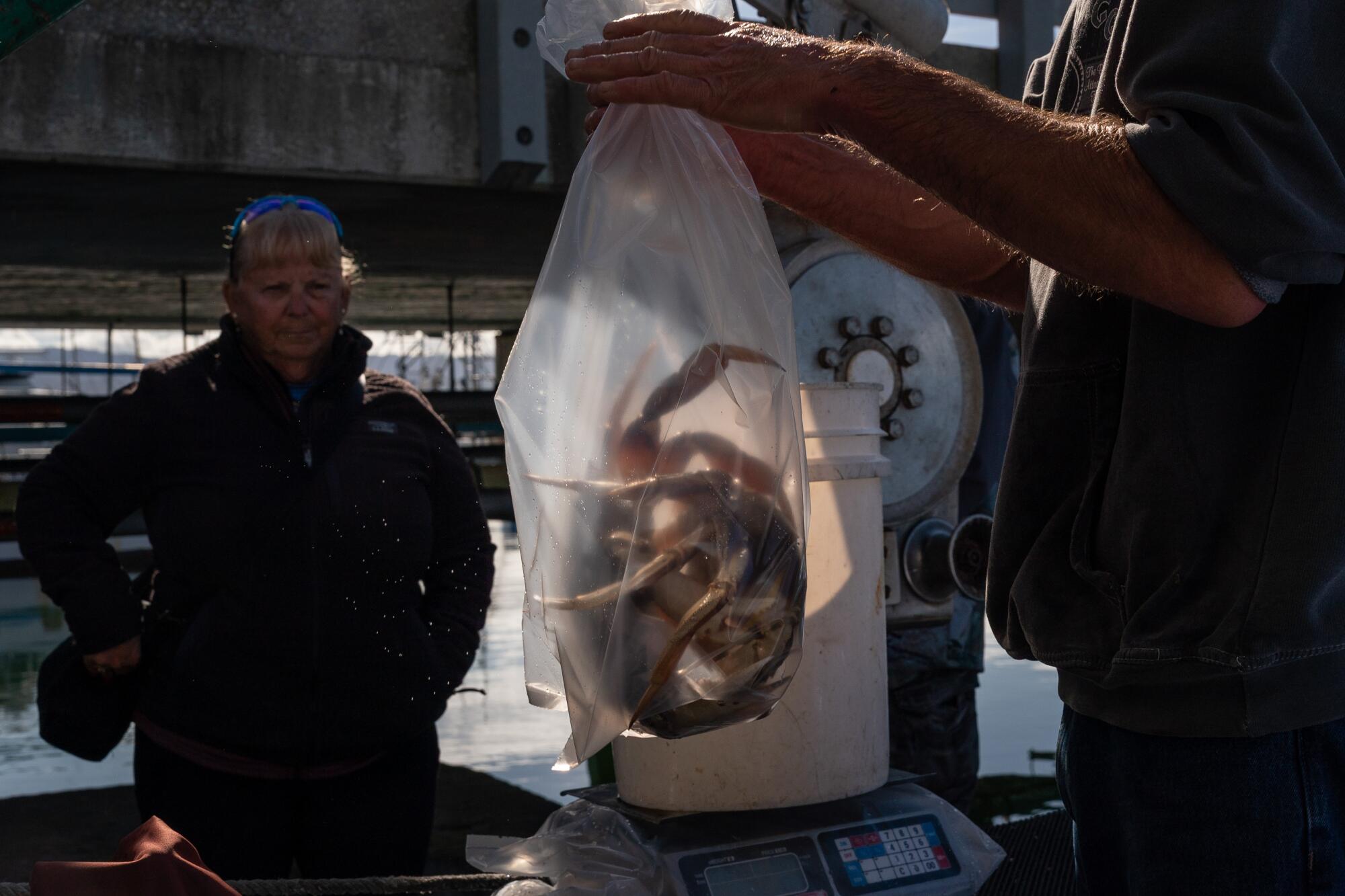 Commercial fisherman Robert Gieskens sells freshly caught Dungeness crab to customers.