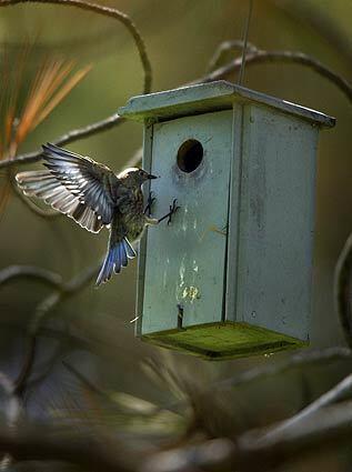 Bluebird - Nesting box