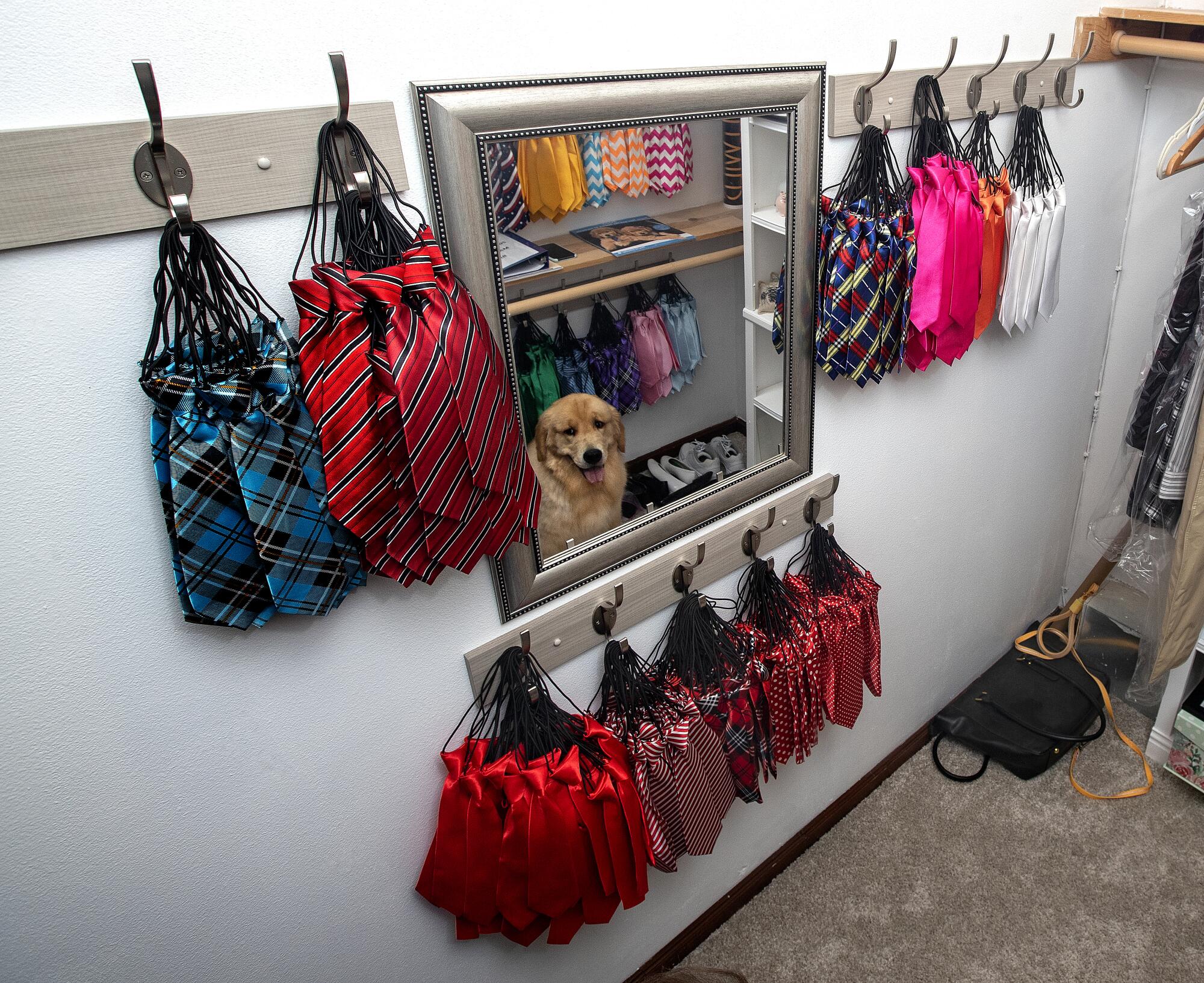 A golden retriever sits in a closet full of novelty ties.