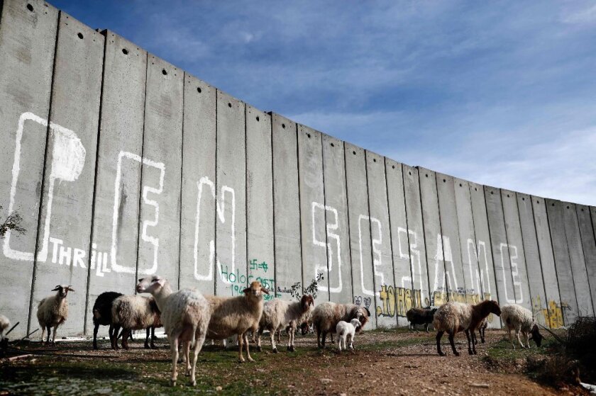 Sheep graze on the Palestinian side of Israel's controversial separation barrier between the West Bank city of Bethlehem and Jerusalem last month.