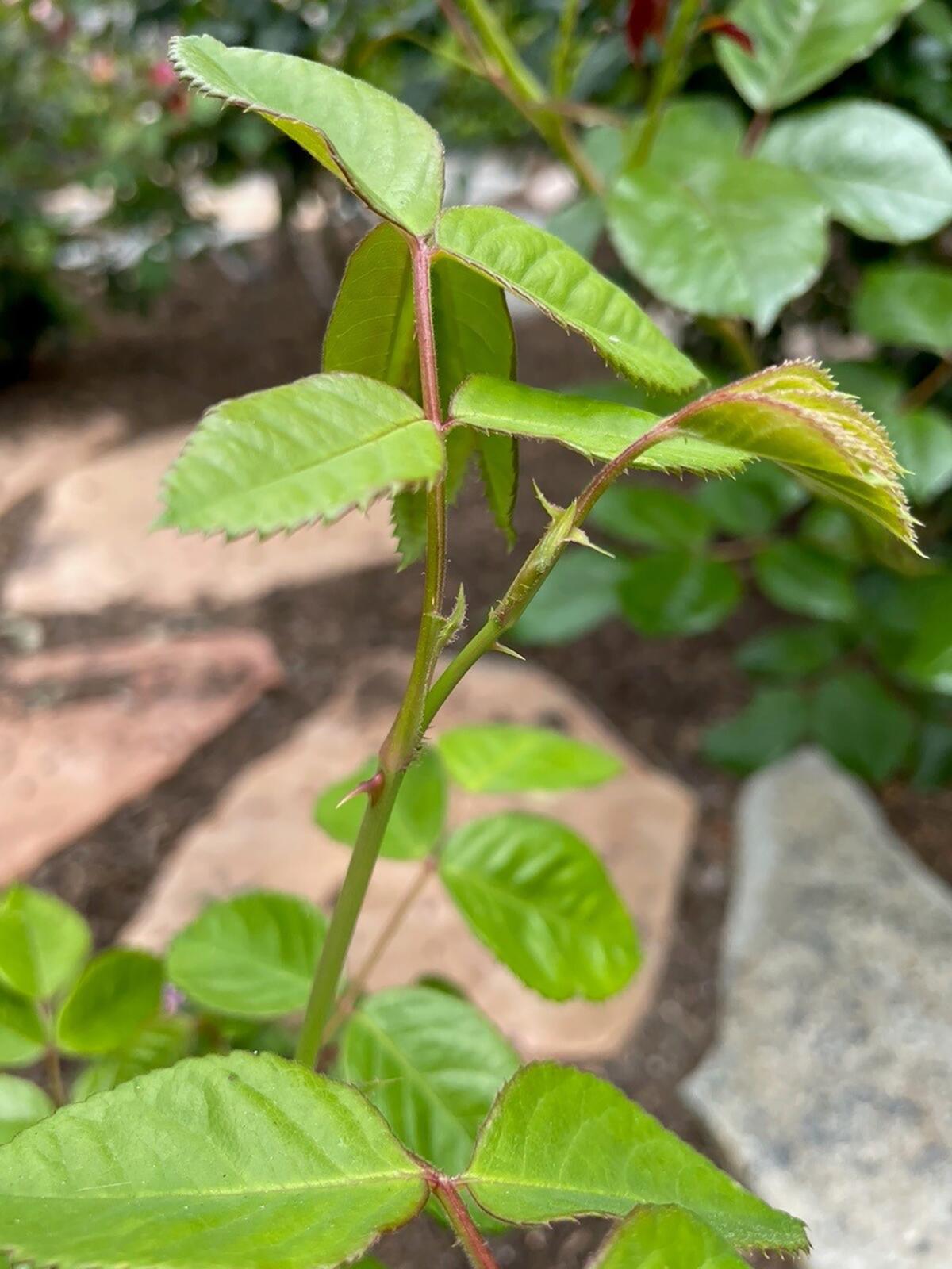 A rosebush has a blind shoot, when a stem terminates in leafy growth in place of a bud.