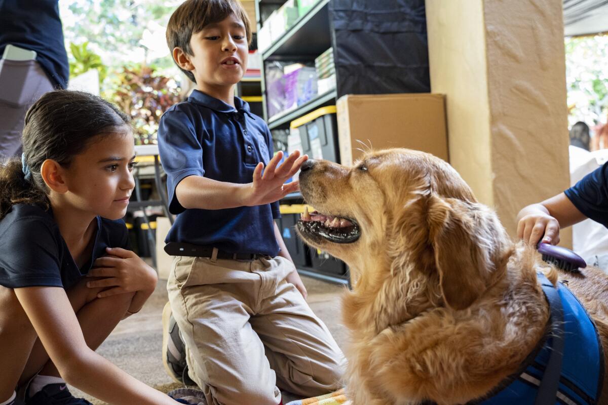 Third-grade students pet a dog in a classroom. 