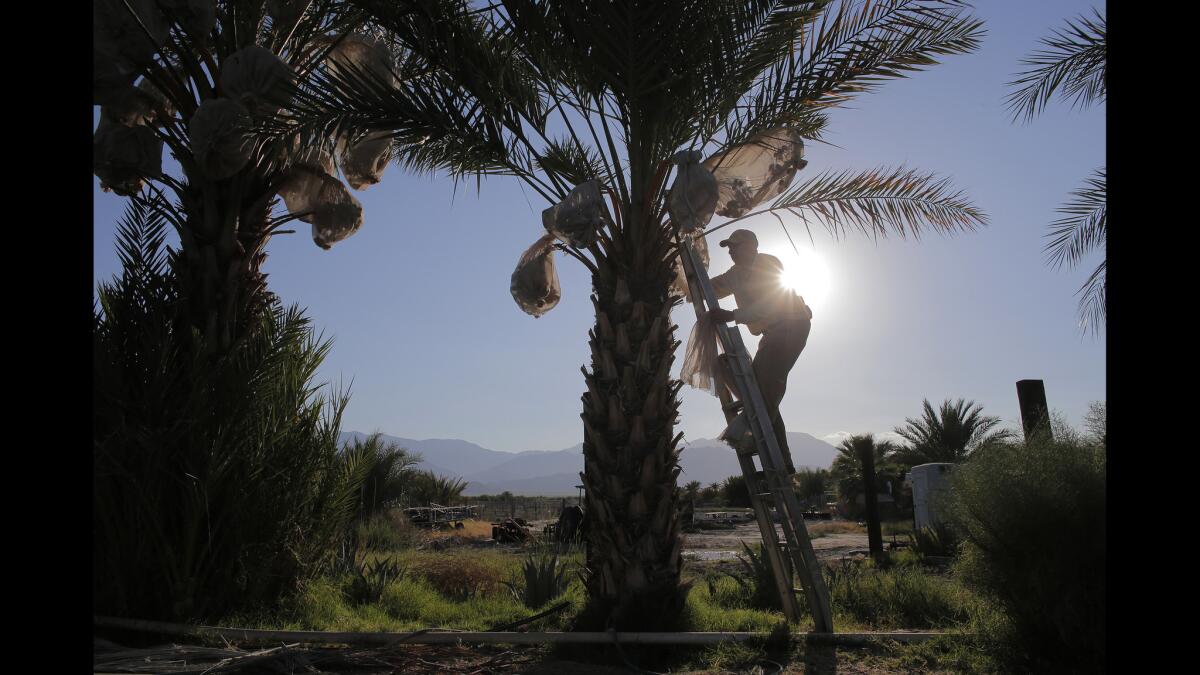 A resident of Vargas Mobile Home Park climbs a date tree to secure bags around the fruit.