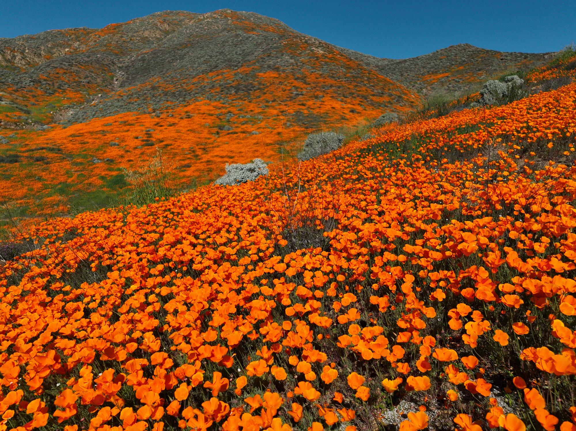A close-up view of the spring California Poppies blooming early this year