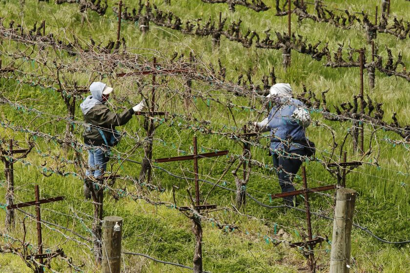 Fotografía del 24 de marzo de trabajadores agrícolas manteniendo una distancia entre ellos mientras trabajan en el Heringer Estates Family Vineyards and Winery en Clarksburg, California. (AP Foto/Rich Pedroncelli)