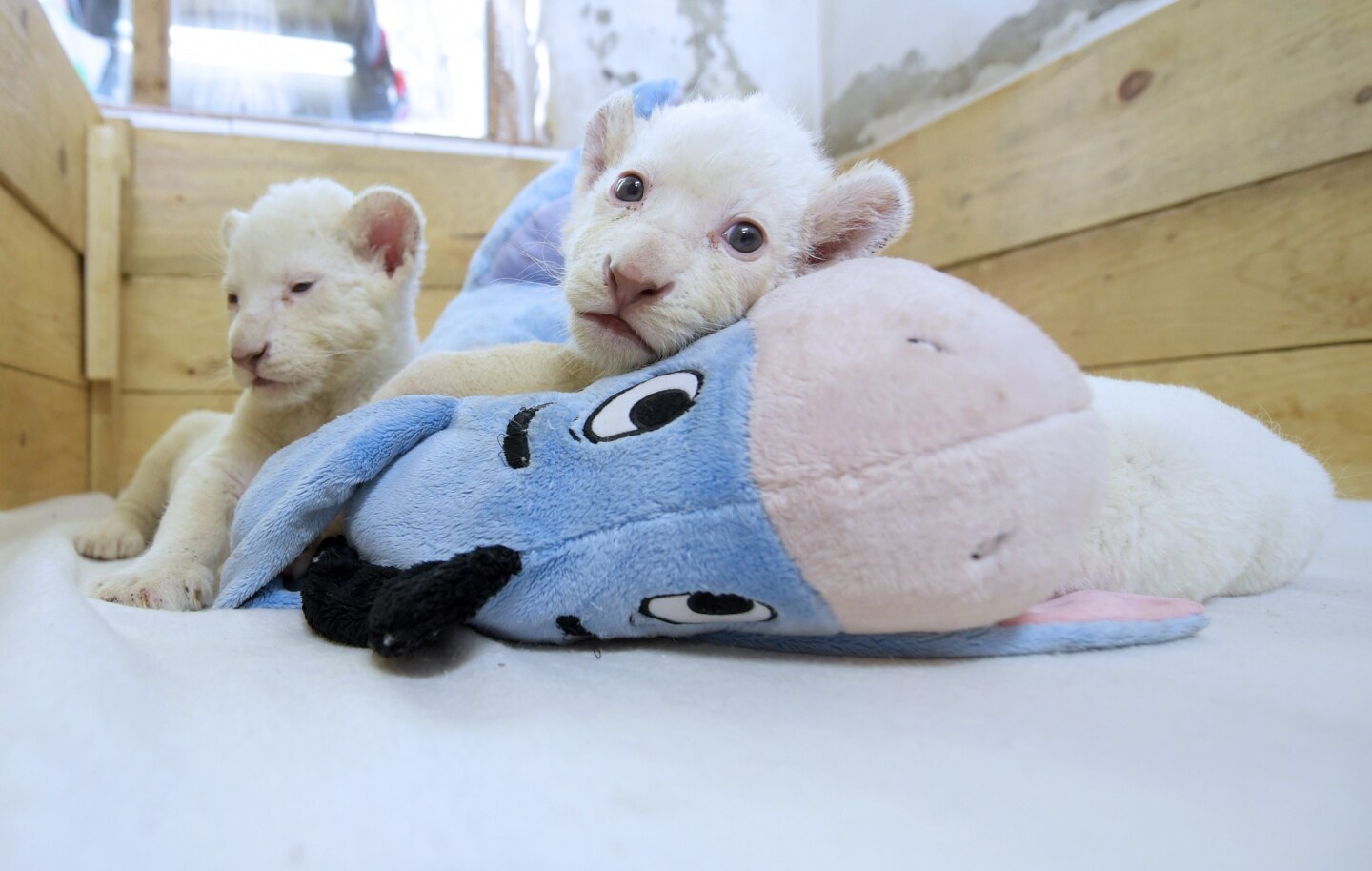 Get ready to OD on cute: White lion cubs debut at European zoos, circus - Los Angeles Times