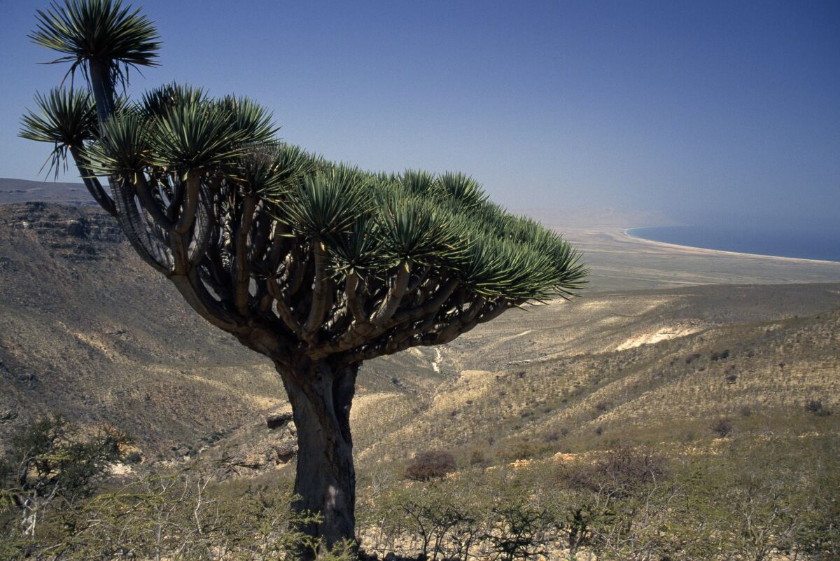 Isolated from continental land masses for 18 million years, Socotra Island's high degree of biodiversity has earned it the name the "Galápagos of the Indian Ocean."