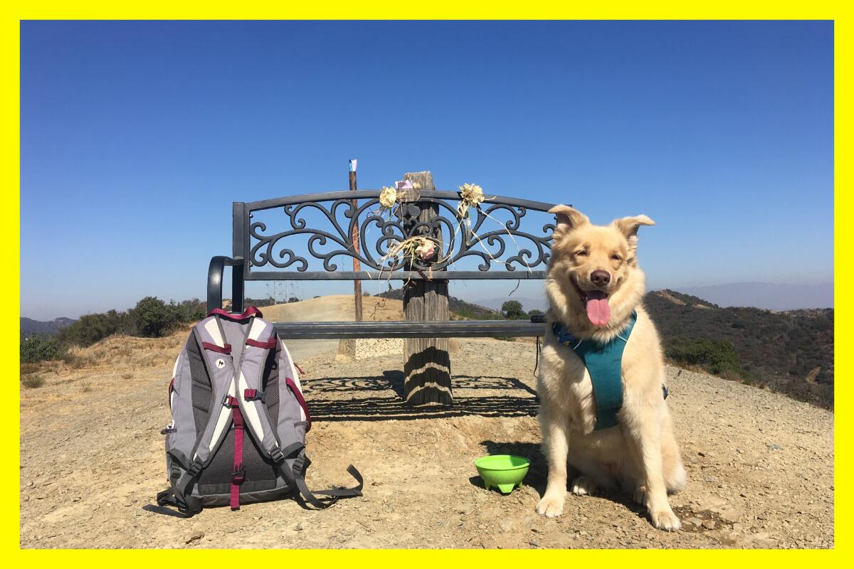 A happy-looking panting dog sits on a trail next to a backpack and a foldable water bowl