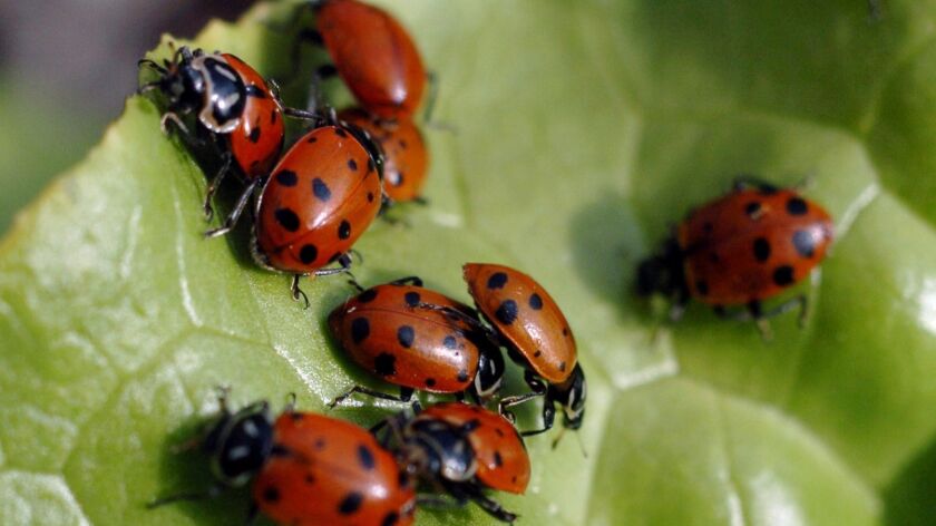A bloom of ladybugs some 80 miles square was picked up on National Weather Service radar Tuesday.