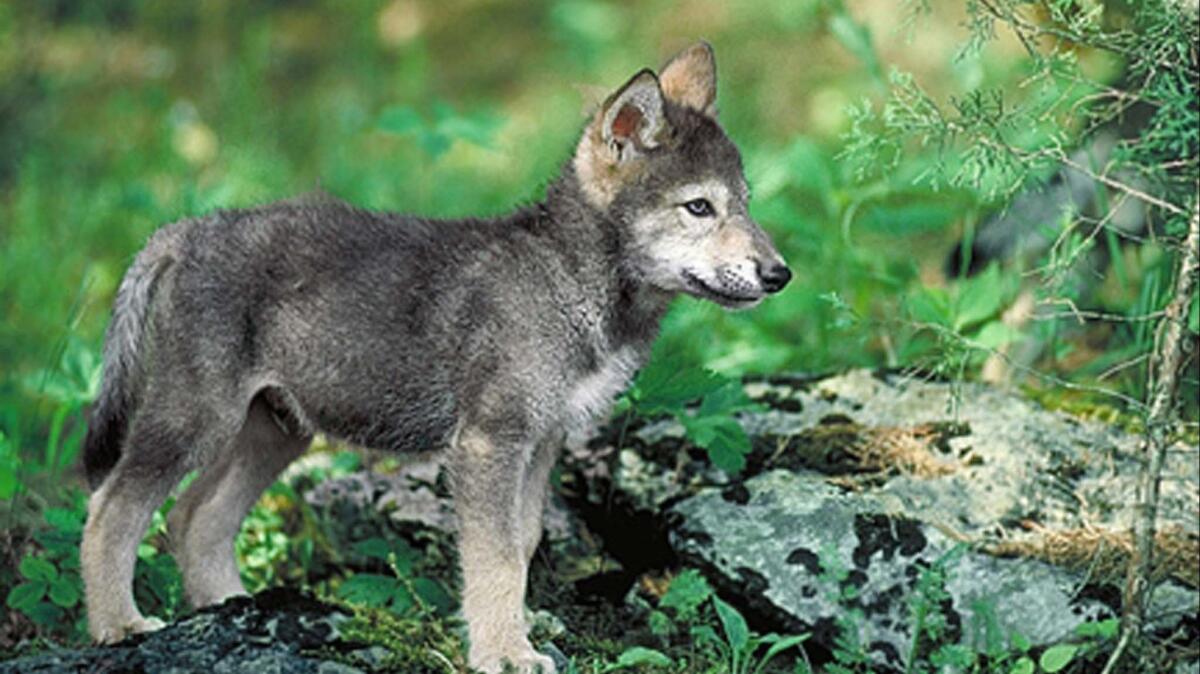 Gray wolf cub.