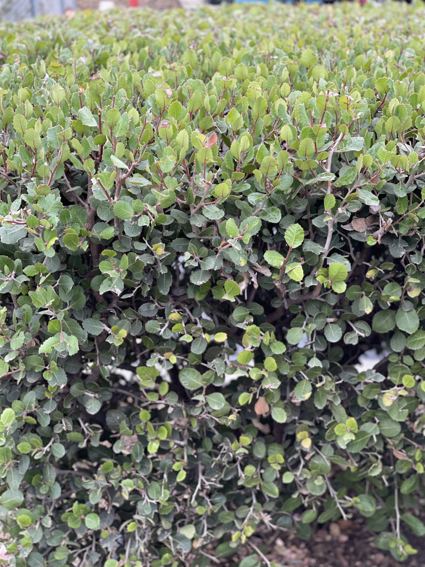 Lemonadeberry can be used to form hedges or privacy screens.