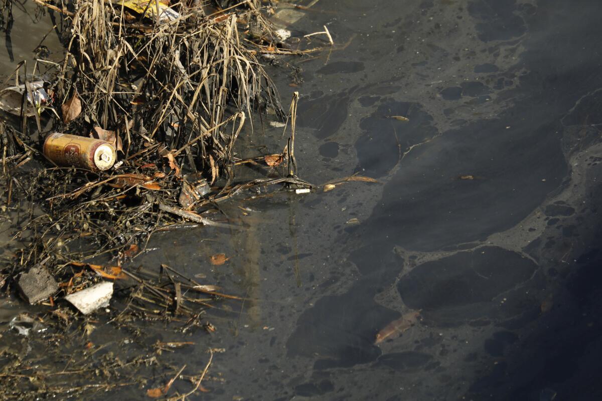 The water in a side channel of the Dominguez Channel is heavily polluted.
