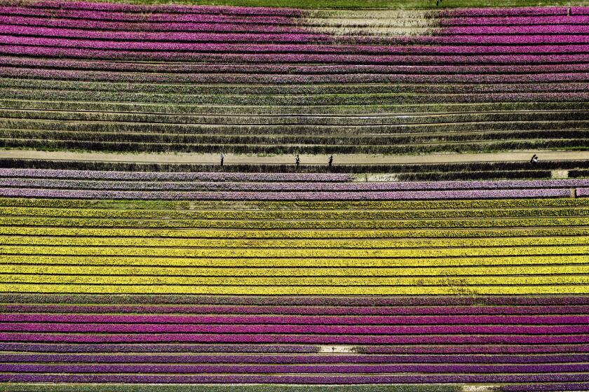 In this photo taken using a drone, people walk between rows of tulips at the Harrison Tulip Festival, in Agassiz, British Columbia, on Thursday, May 2, 2024. (Darryl Dyck/The Canadian Press via AP)