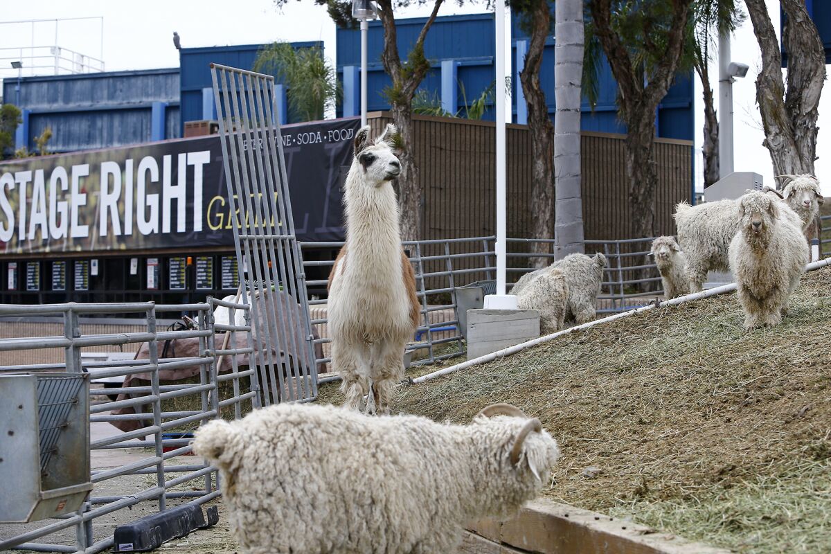 A llama stands guard near the Pacific Amphitheatre in Costa Mesa last week. 