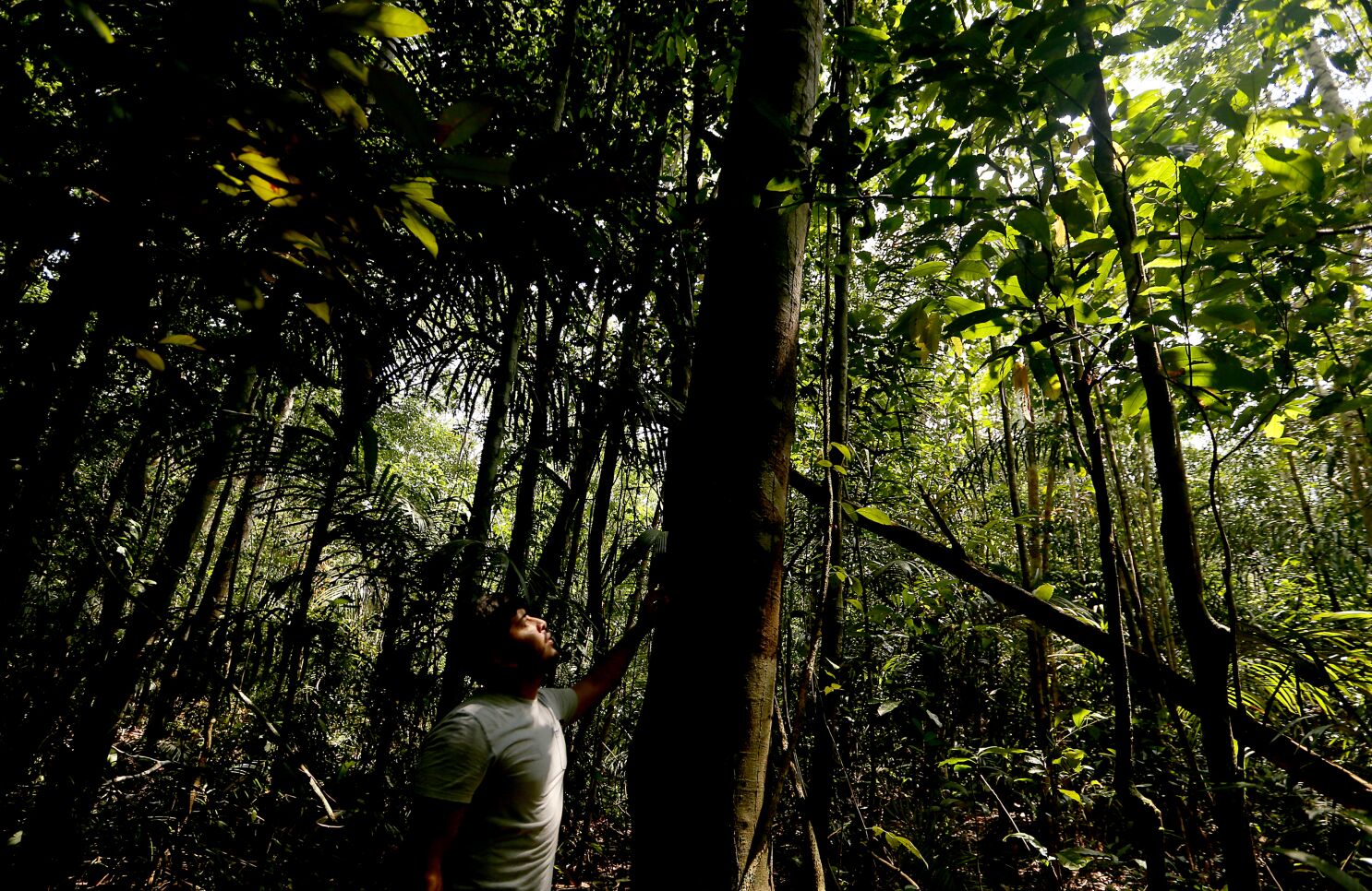 at the edge Amazon rainforest - Los Angeles Times