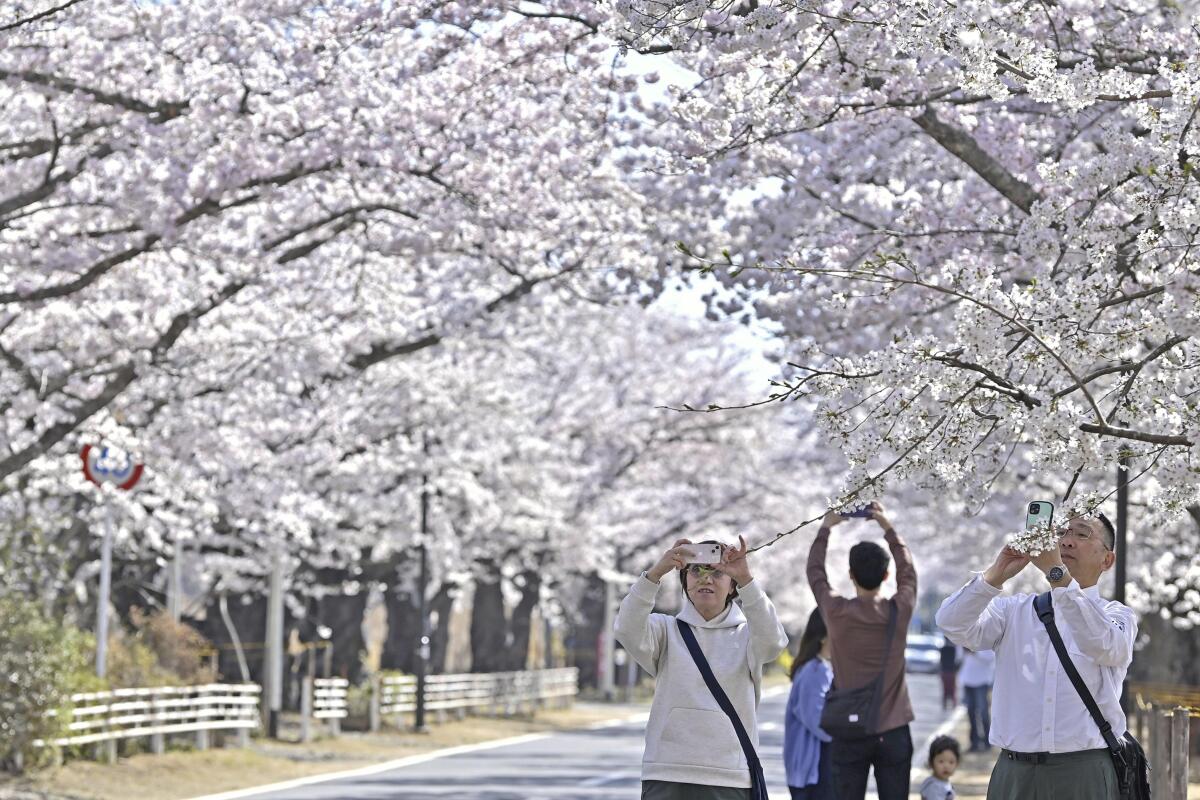 Visitantes toman fotografías de los cerezos en la localidad de Tomioka