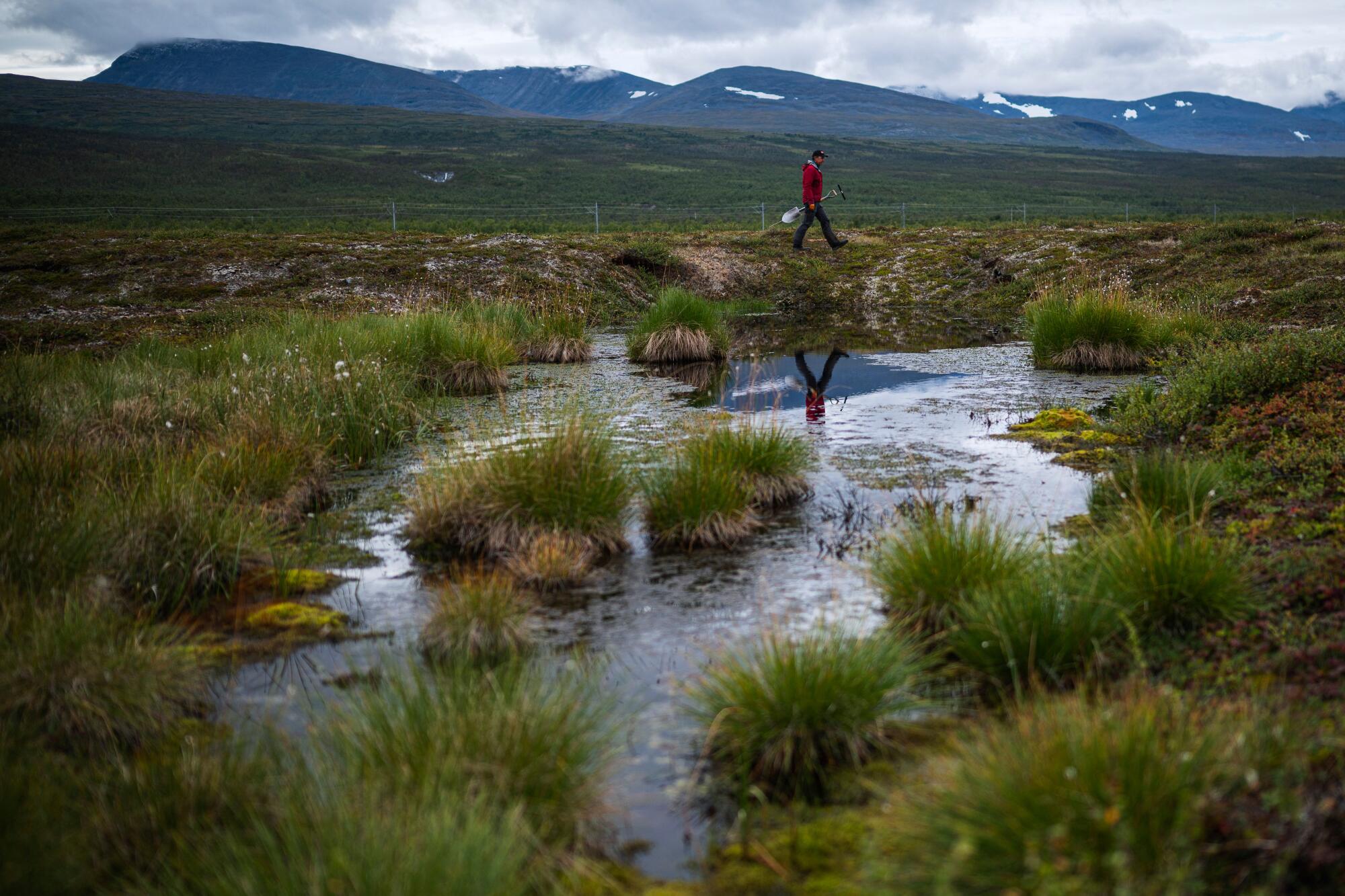 A man walks past a pond formed by melting permafrost in Norrbotten County, Sweden.